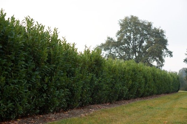 prunus laurocerasus elly 1