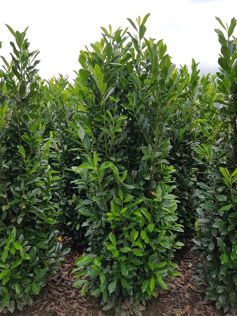 prunus laurocerasus elly 2