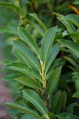 prunus laurocerasus elly 3