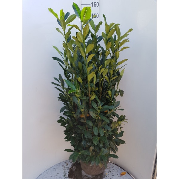 prunus laurocerasus elly 4