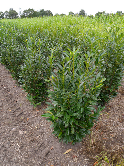 prunus laurocerasus elly
