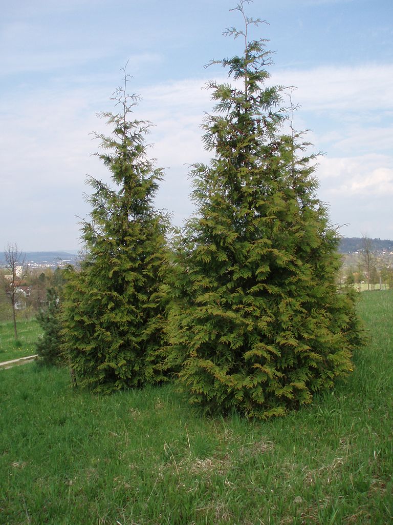 thuja plicata excelsa 1