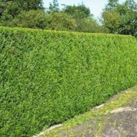 thuja plicata excelsa 2