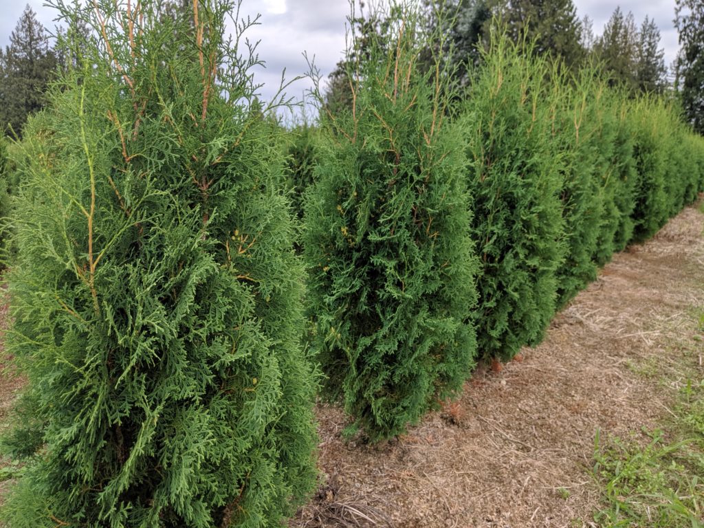 thuja plicata excelsa 3