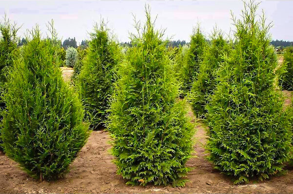 thuja plicata excelsa
