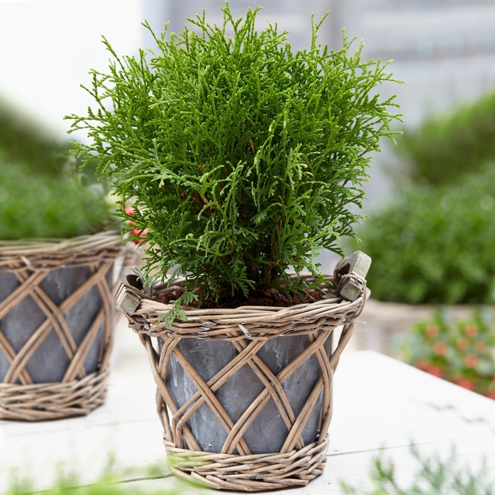 thuja tiny tim 1