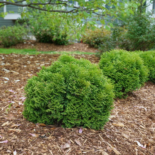 thuja tiny tim 2