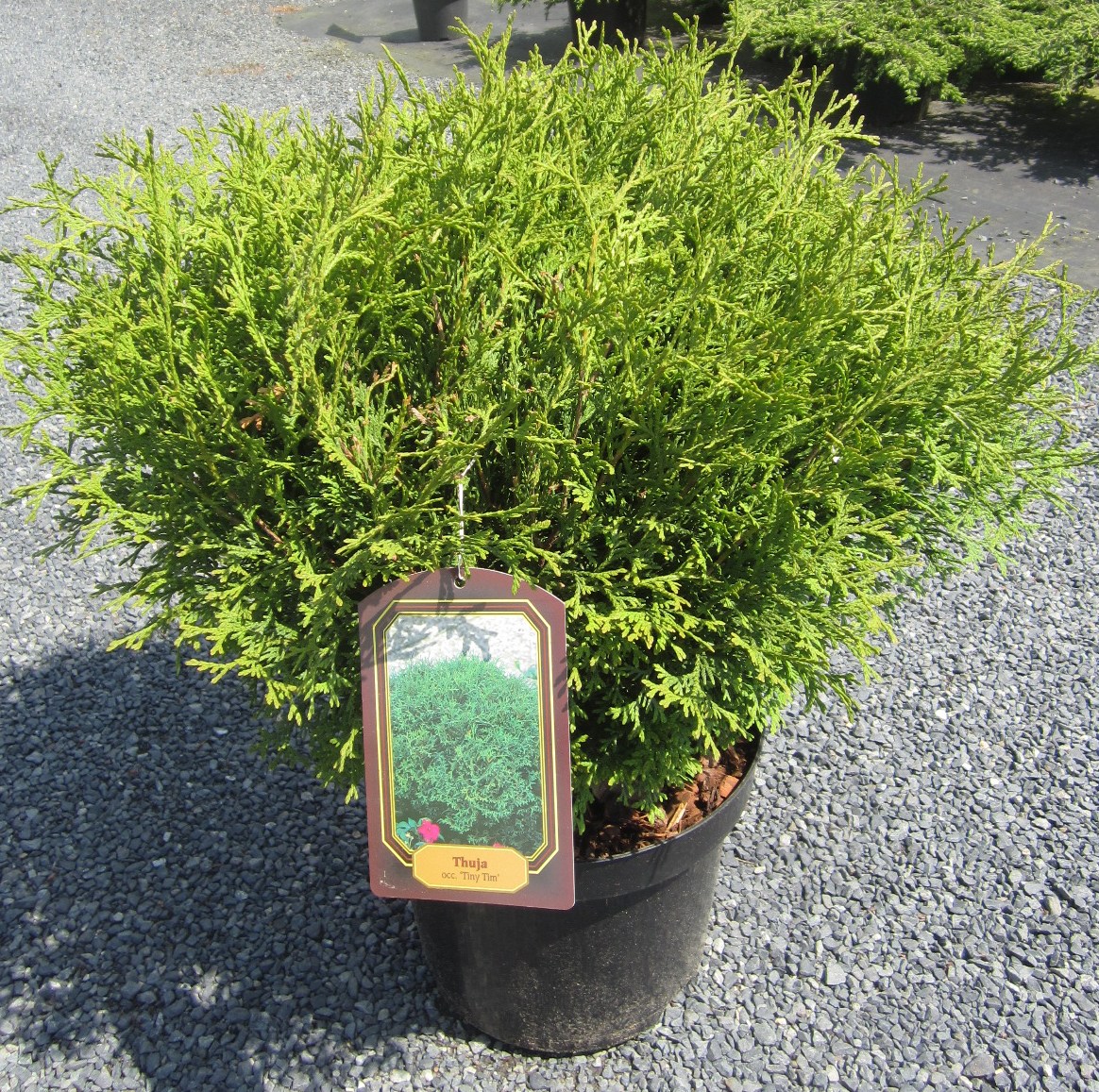 thuja tiny tim