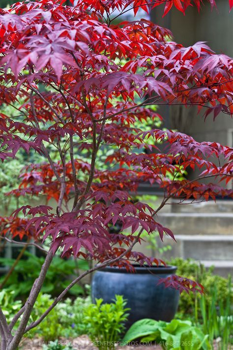 17.Acer palmatum Bloodgood – Arțar japonez roșu