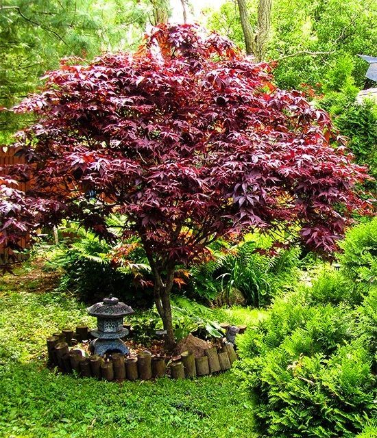 18.Acer palmatum Bloodgood – Arțar japonez roșu