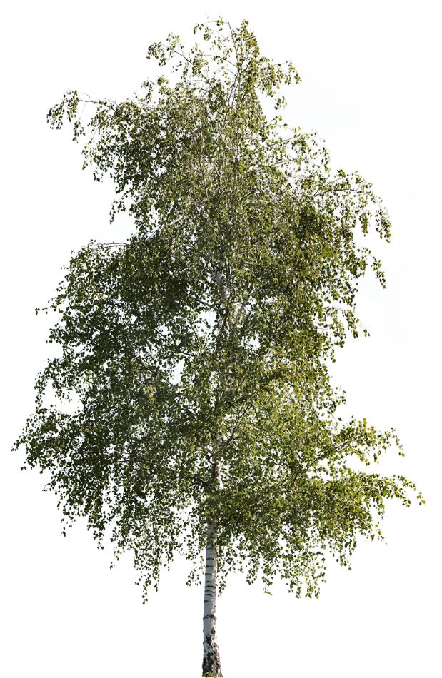 23.Betula pendula