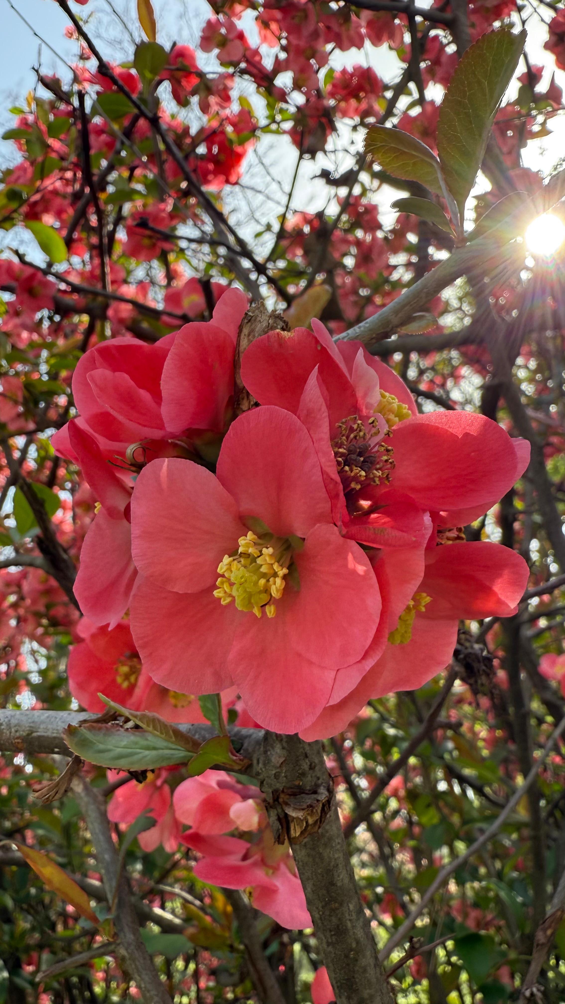 28.Chaenomeles japonica Red Trail
