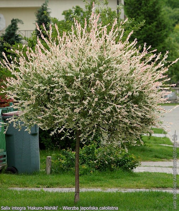 32.Salix integra Hakuro-Nishiki