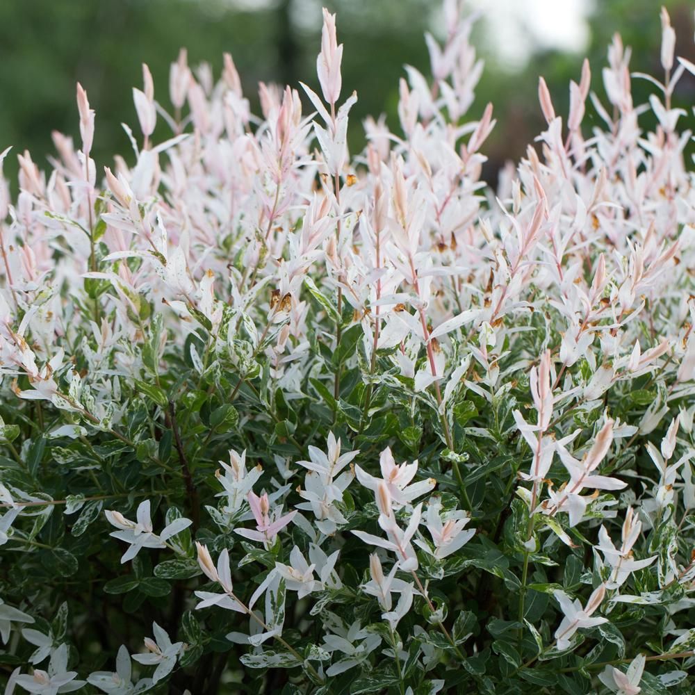 33.Salix integra Hakuro-Nishiki