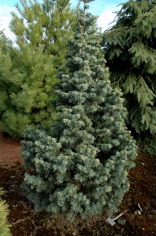 4.Abies concolor Compacta – Brad albastru compact pitic