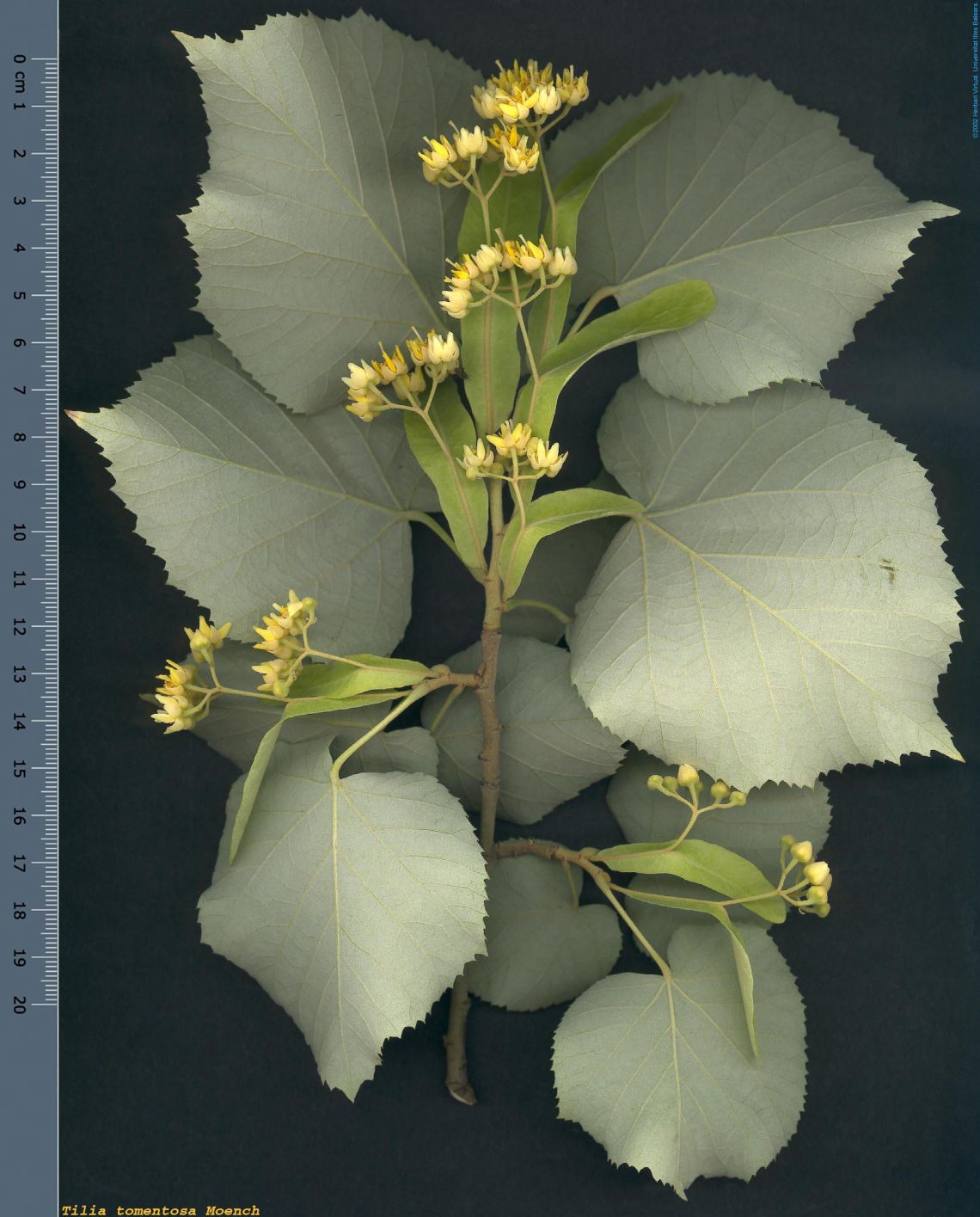 40.Tilia tomentosa