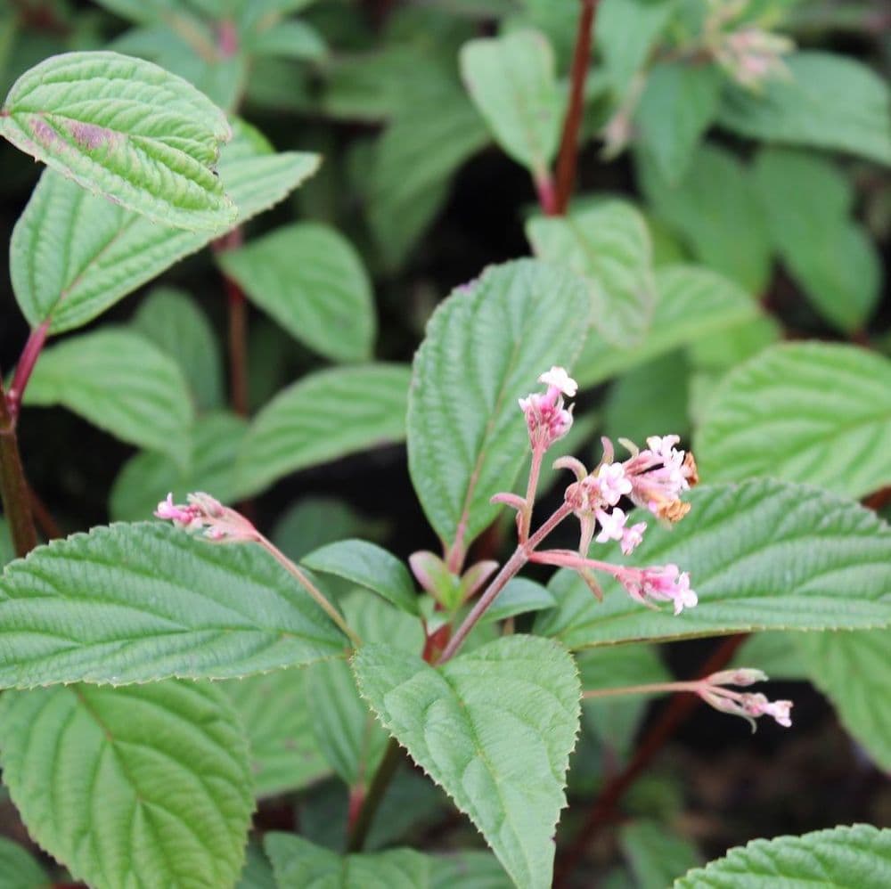 45.Viburnum Charles Lamont