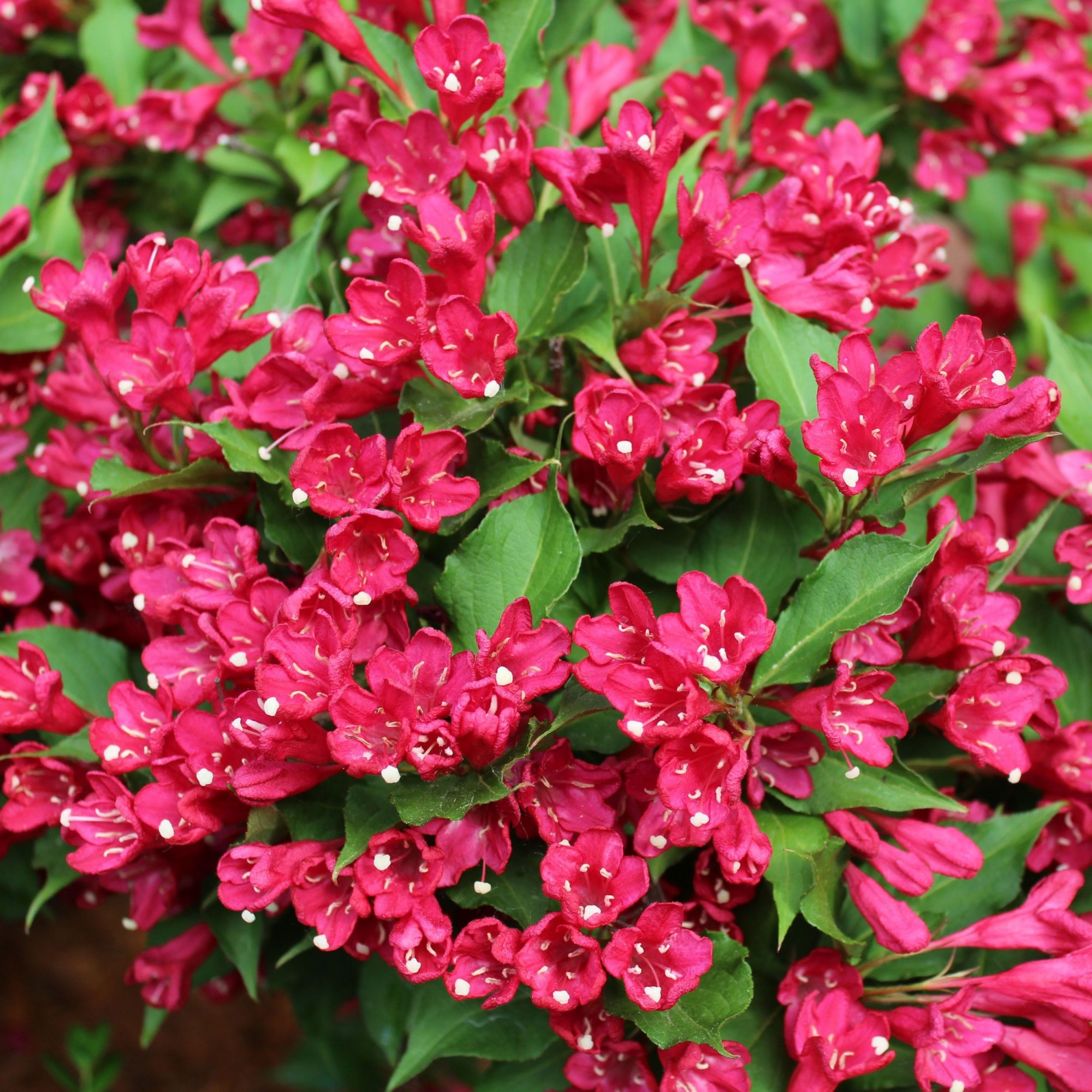 46.Weigela Red Prince