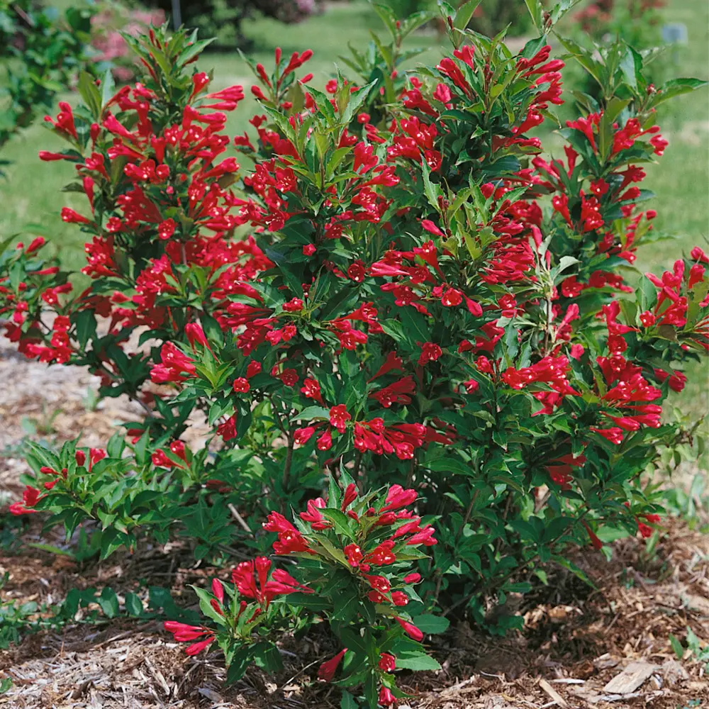 47.Weigela Red Prince