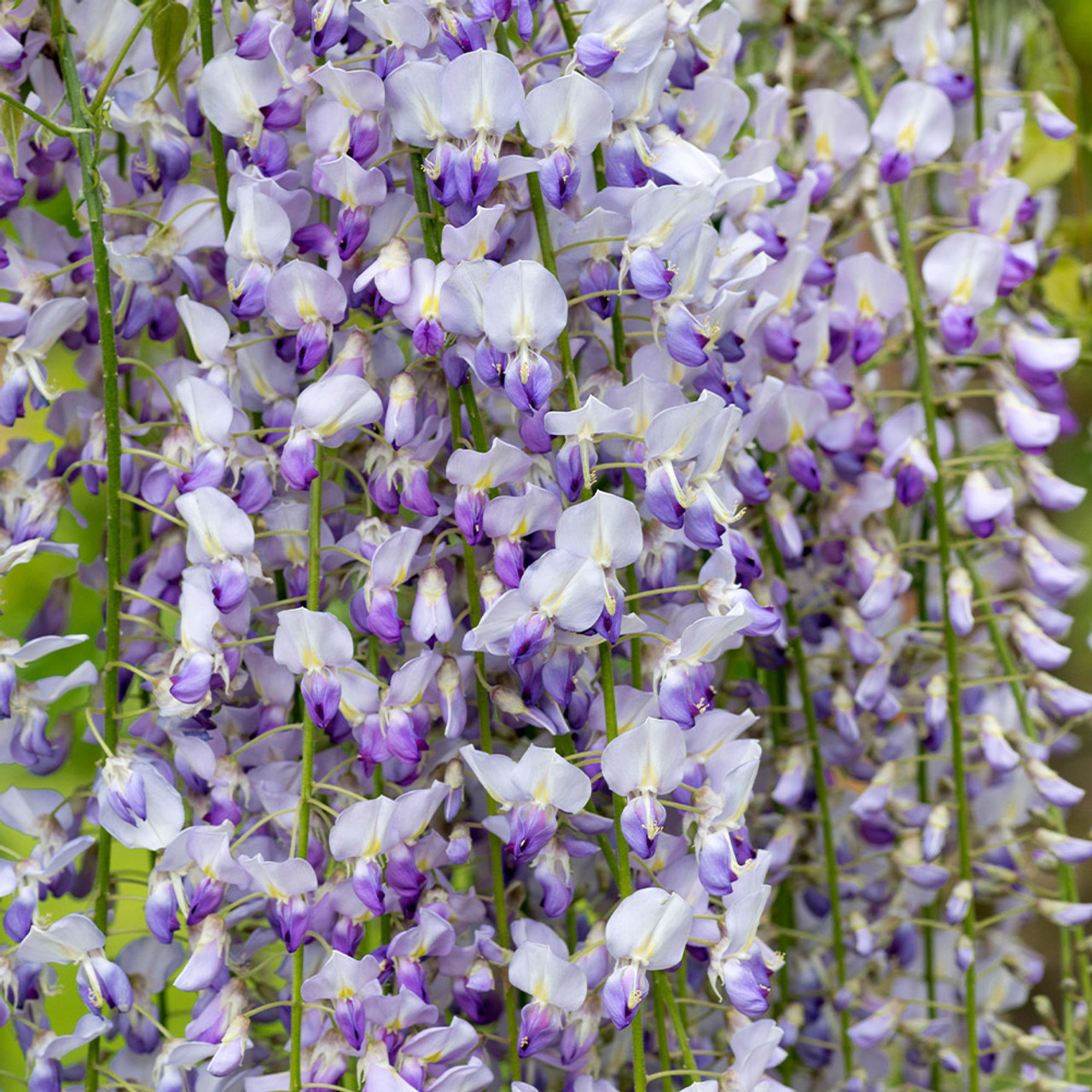 48.Wisteria floribunda Multijuga