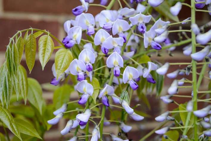 49.Wisteria floribunda Multijuga