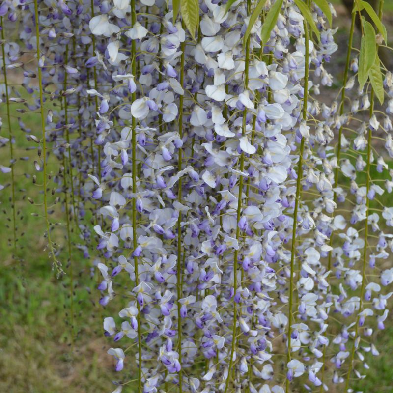 50.Wisteria floribunda Multijuga