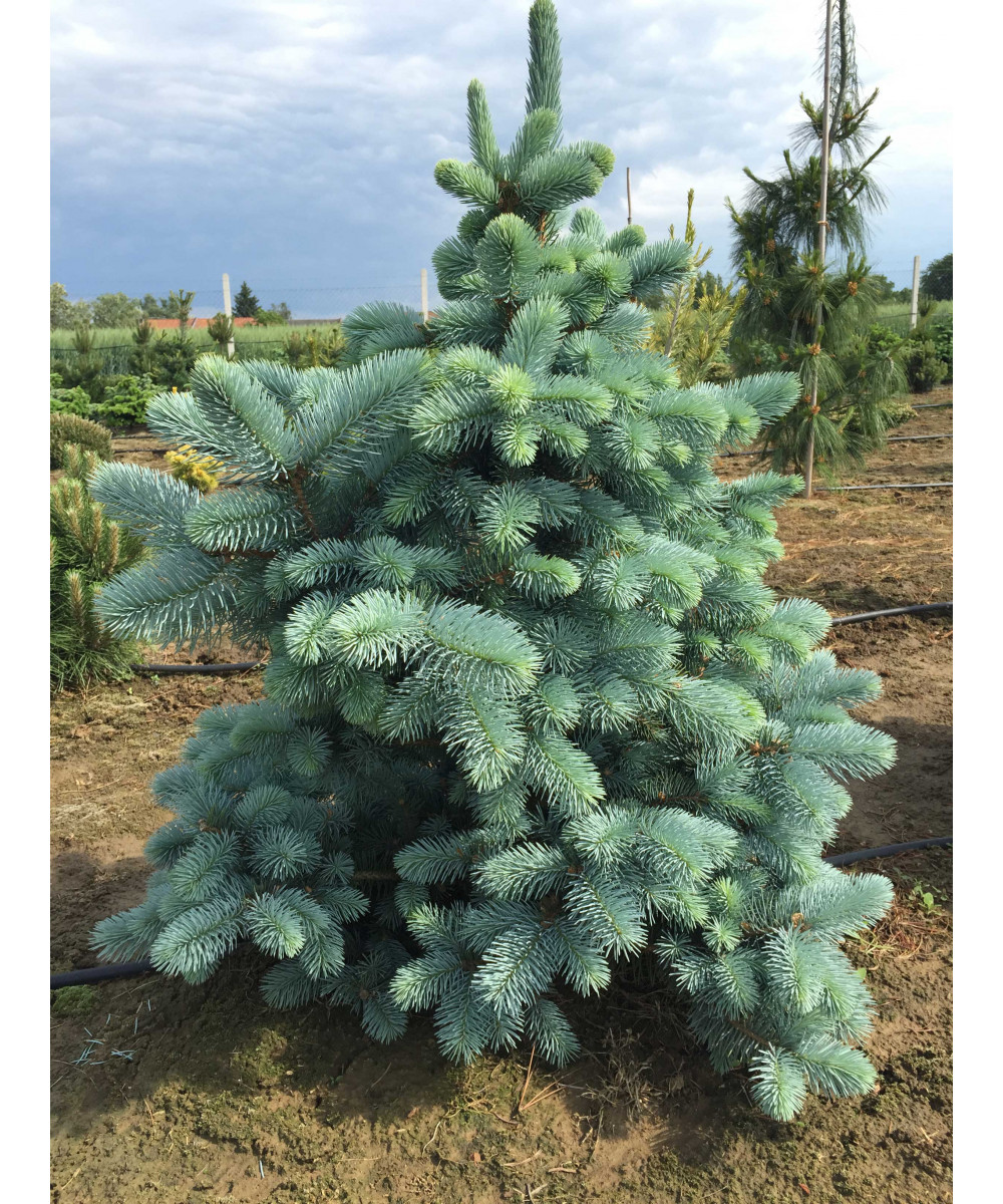 8.Abies lasiocarpa Compacta – Brad subalpin argintiu