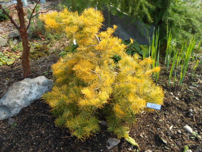 Abies concolor Wintergold 1