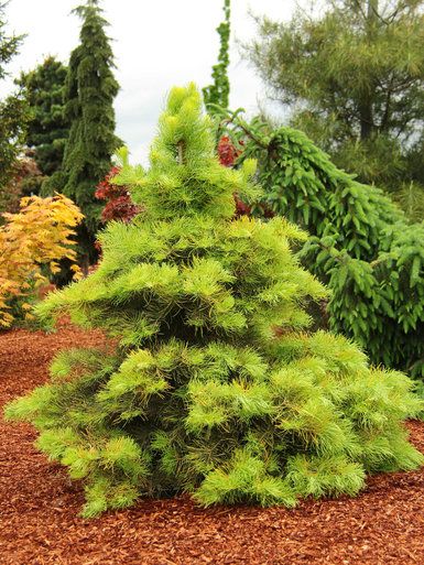 Abies concolor Wintergold 2