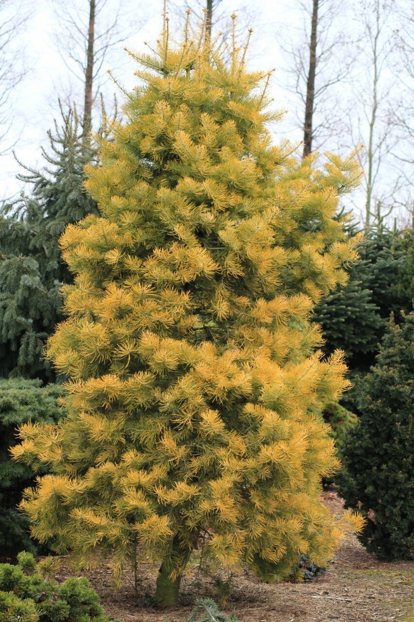 Abies concolor Wintergold
