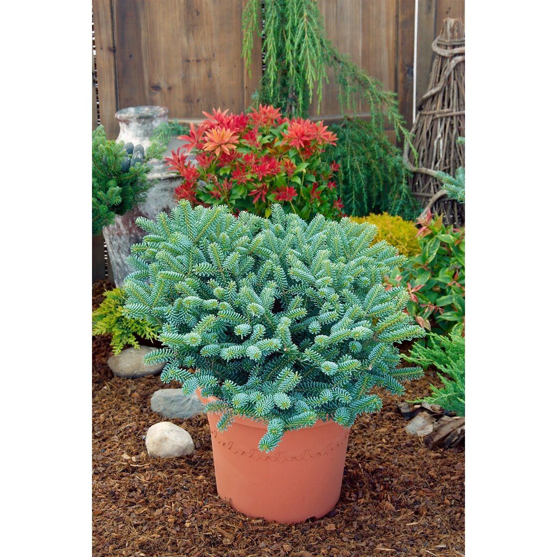 Abies koreana blue emperor 1