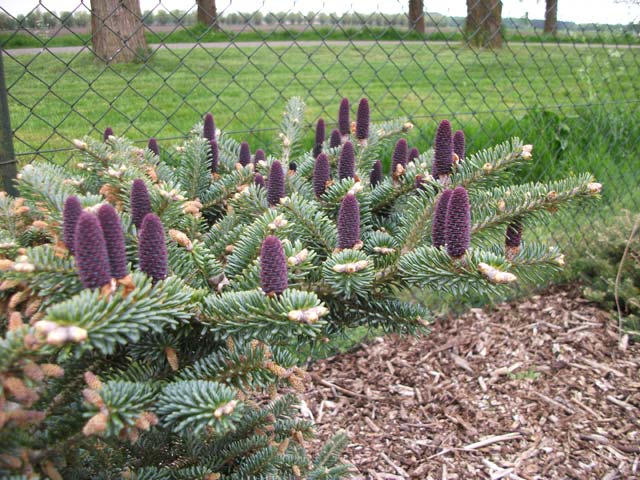 Abies koreana blue emperor 2