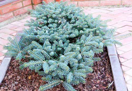 Abies koreana blue emperor