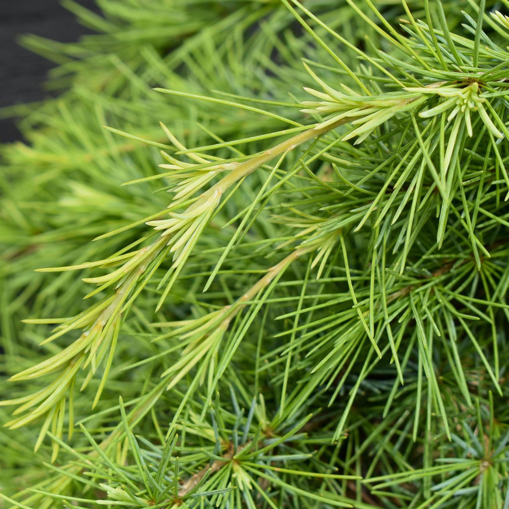 Cedrus deodara Lime Glow