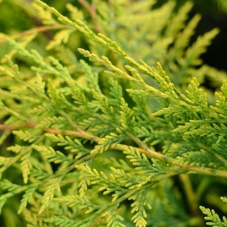 Cupressocyparis leylandii Robins’ Gold