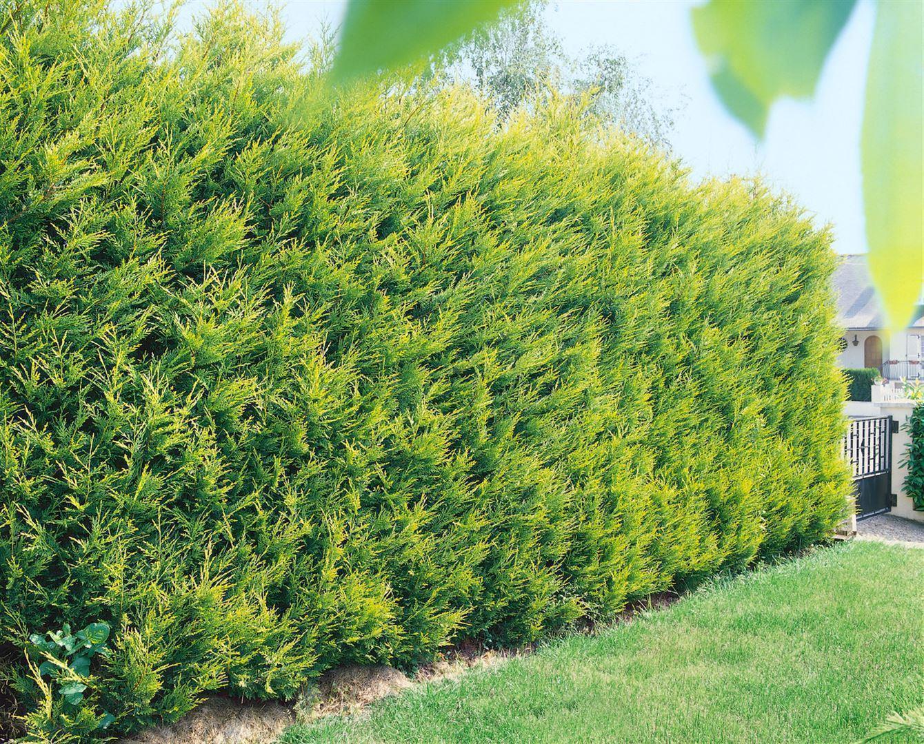 Cupressocyparis leylandii Robins’ Gold 2