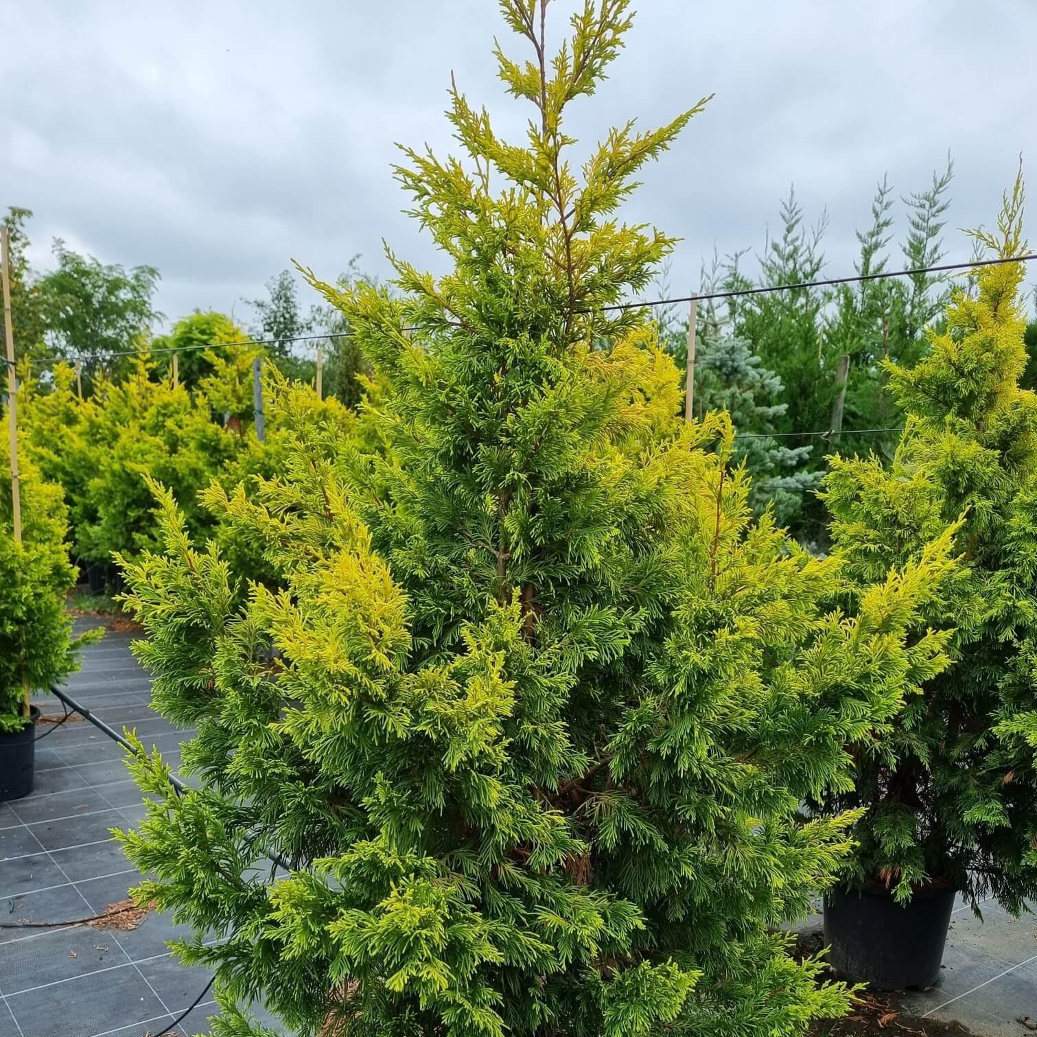 Cupressocyparis leylandii Robins’ Gold