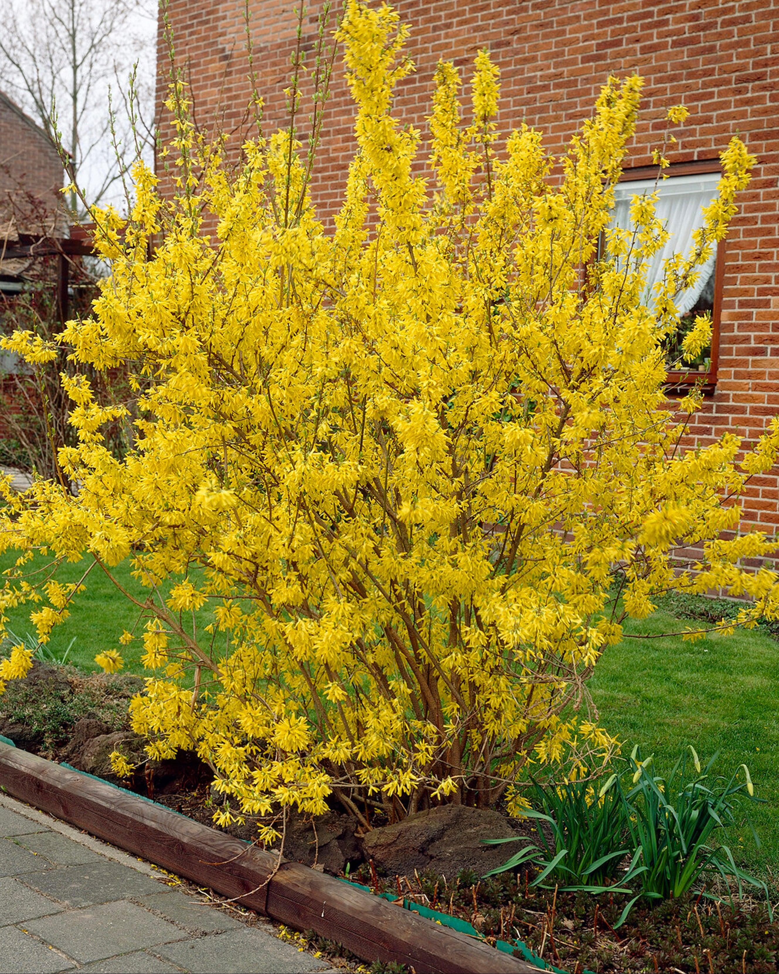 Forsythia intermedia Lynwood 3