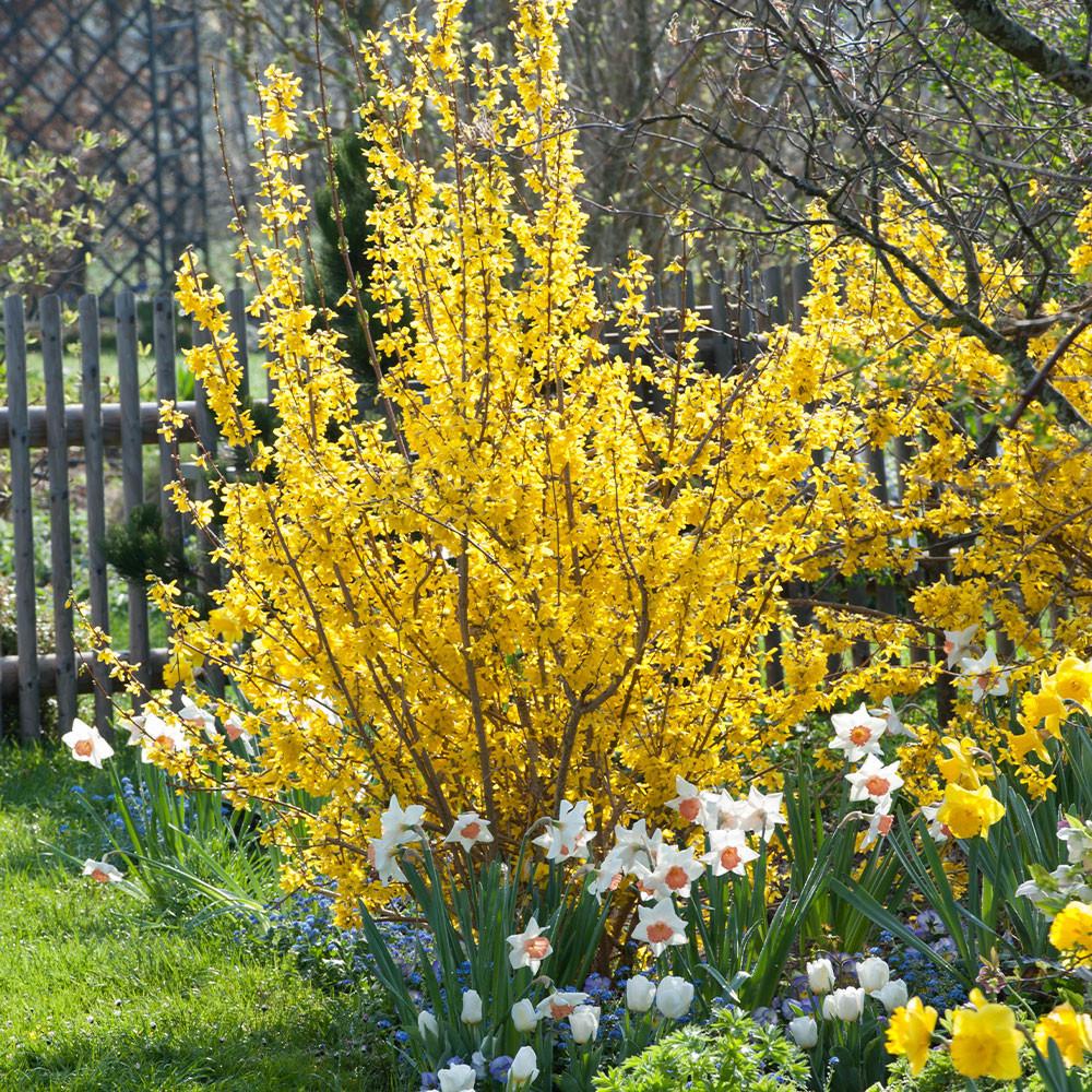 Forsythia intermedia Lynwood