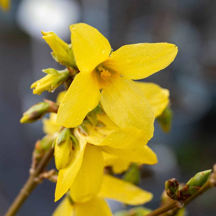 Forsythia intermedia Lynwood2