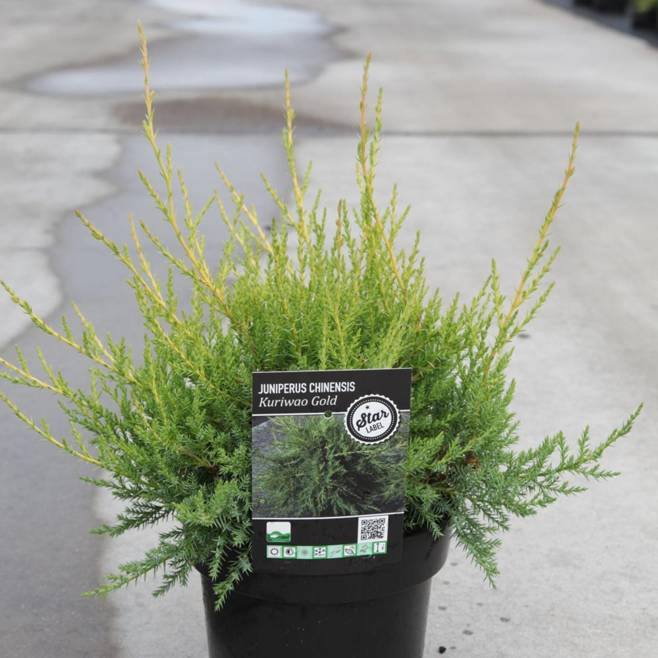 Juniperus chinensis Kuriwao Gold