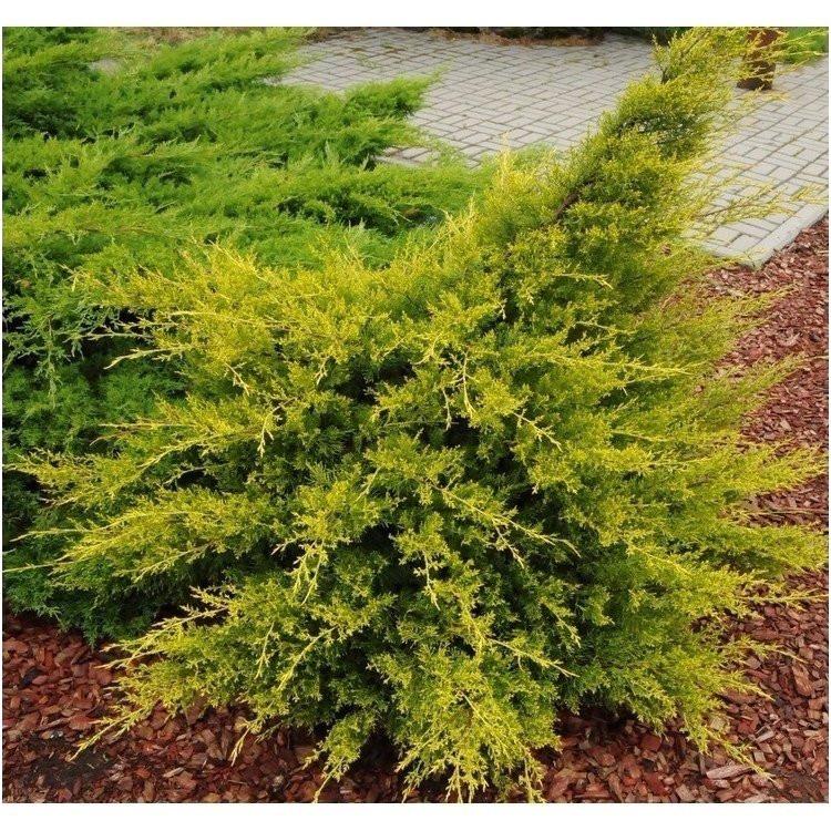 Juniperus chinensis Kuriwao Gold 2