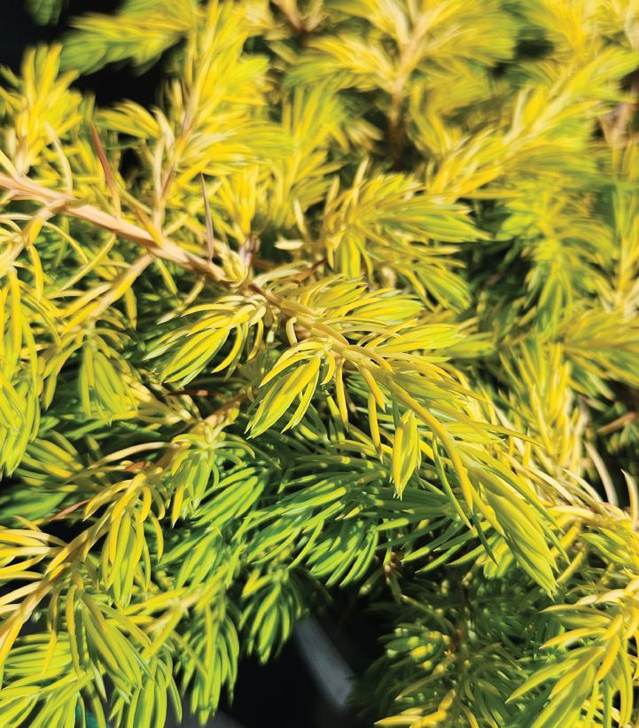Juniperus chinensis Kuriwao Gold 3