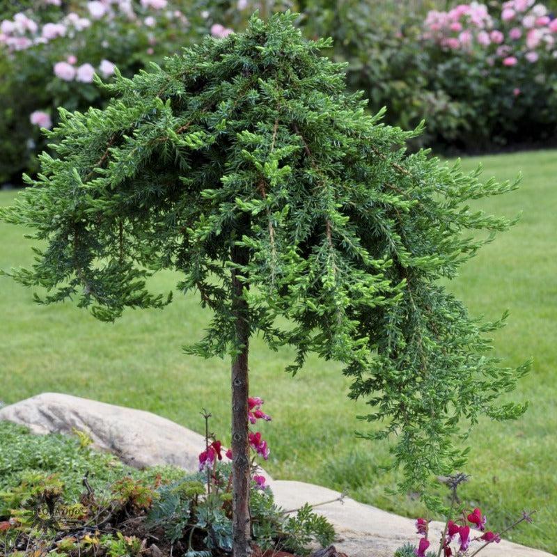 Juniperus communis Greenmantle