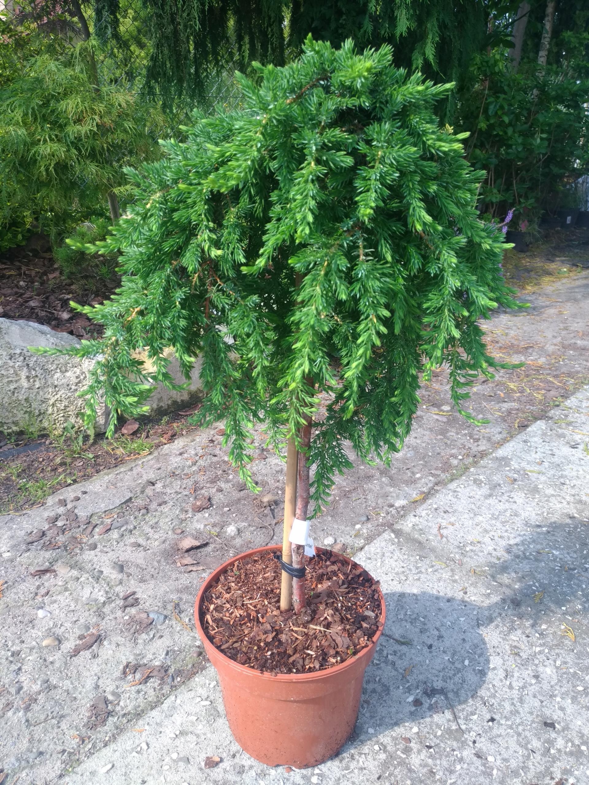 Juniperus communis Greenmantle2
