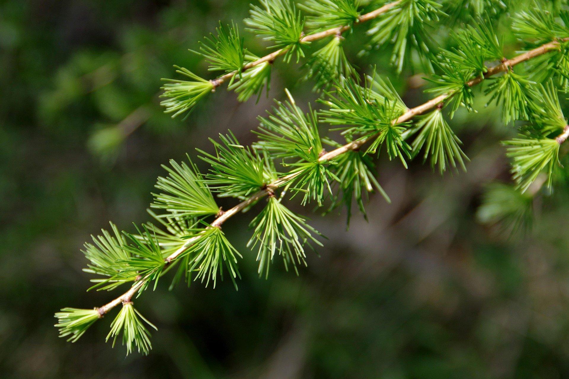 Larix kaempferi Stiff Weeper 2