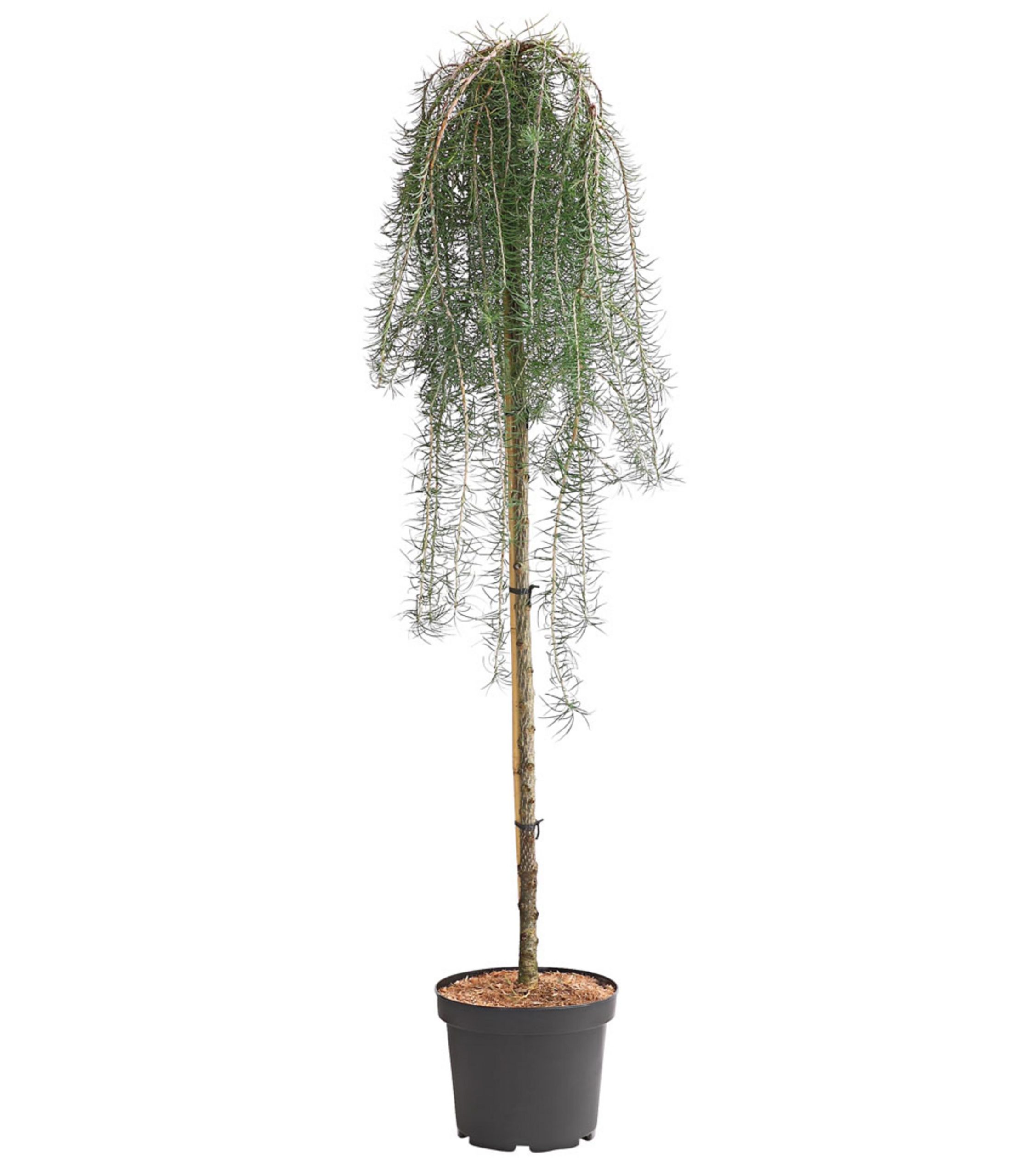 Larix kaempferi Stiff Weeper