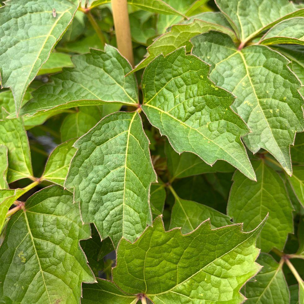 Parthenocissus tricuspidata Veitchii
