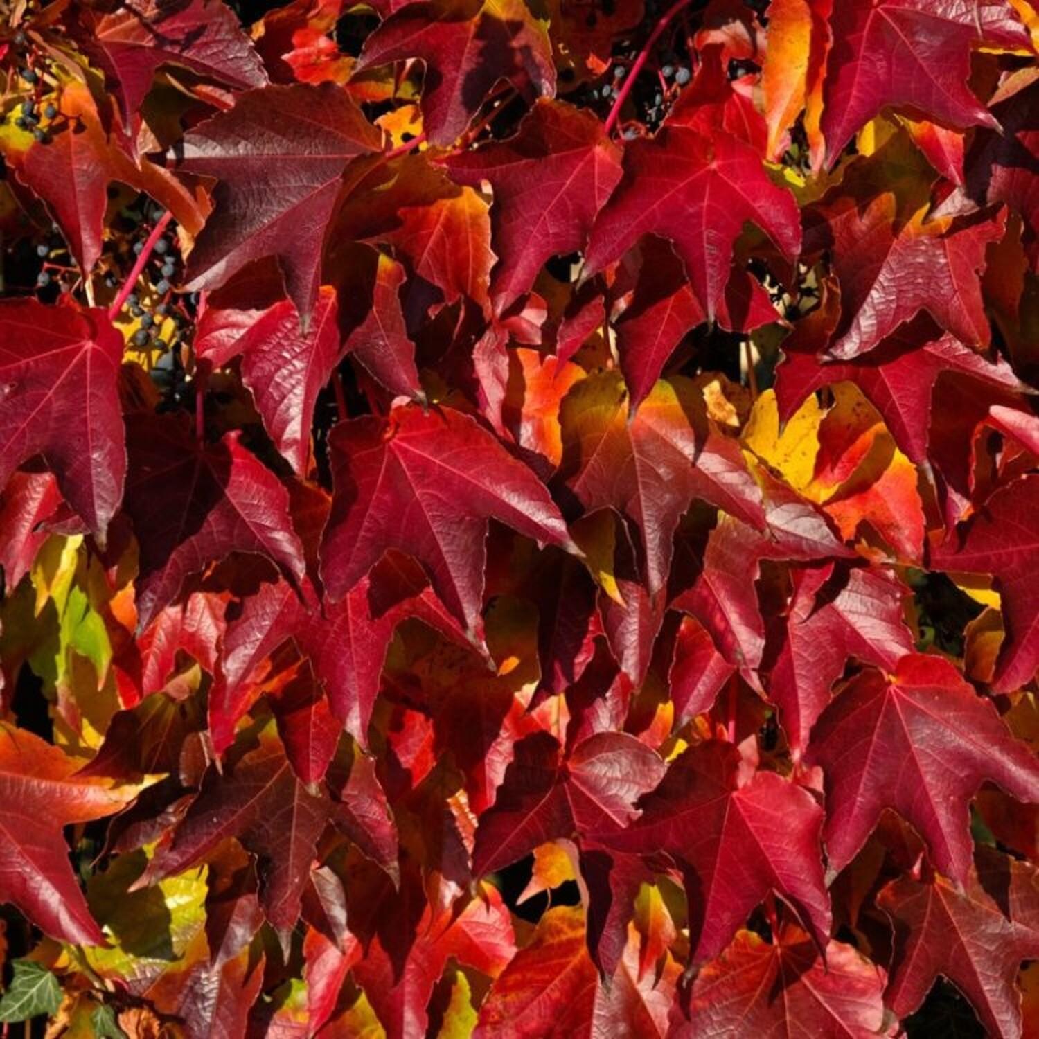 Parthenocissus tricuspidata Veitchii 2