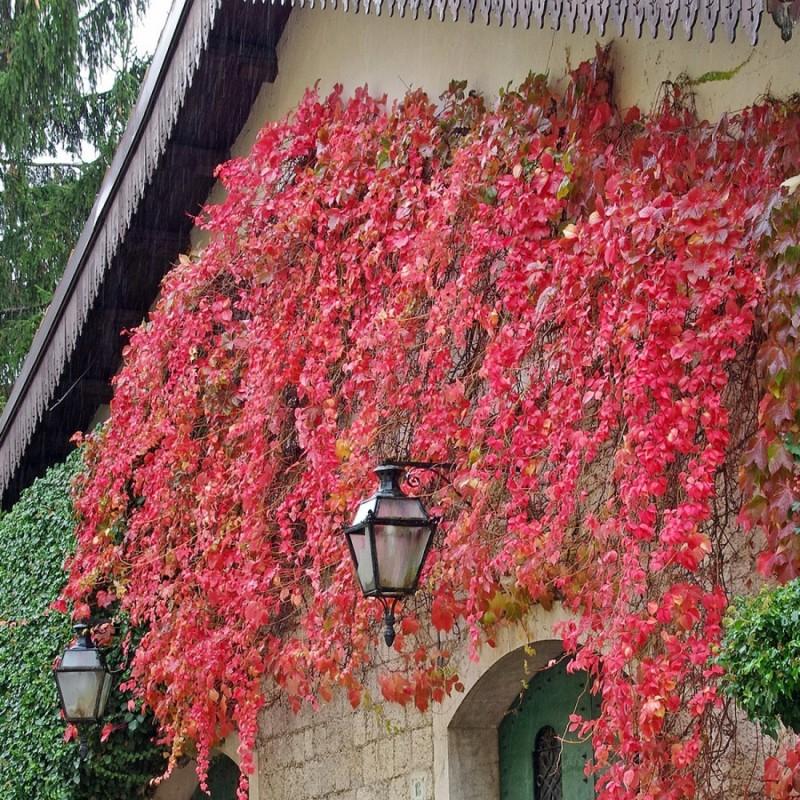 Parthenocissus tricuspidata Veitchii 3